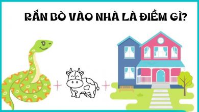 rắn bò vào nhà là điềm gì